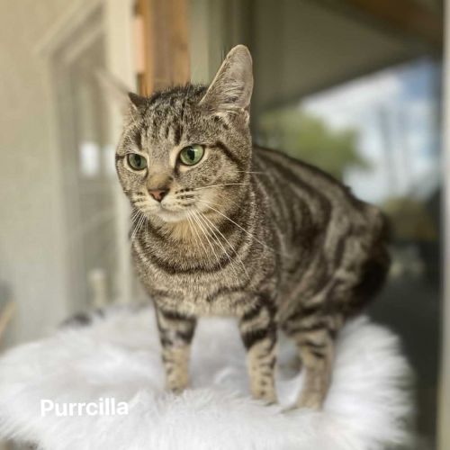 Purrcilla