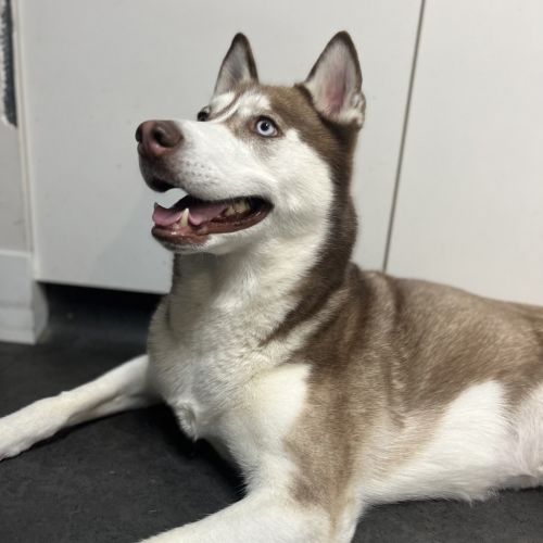 Tara