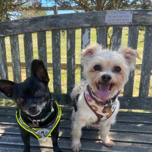 No photo for Milo & Angel