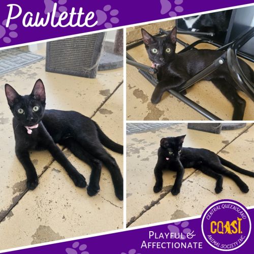 No photo for Pawlette