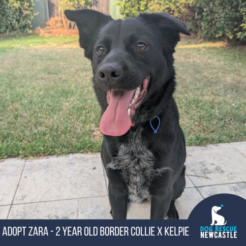 Zara - 2 Year Old Border Collie X Kelpie