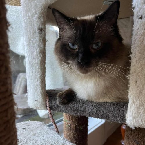 Mr Mistoffelees - In foster care in Frankston