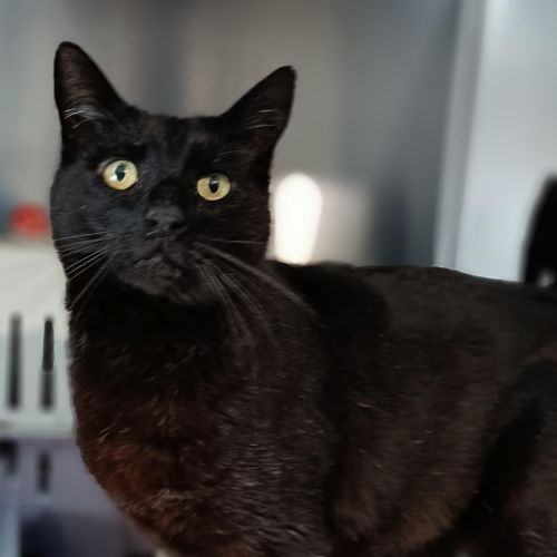 No photo for Cat Boy