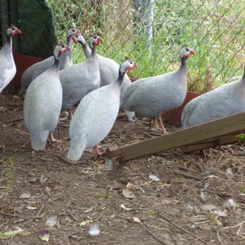 No photo for Male Guinea Fowls