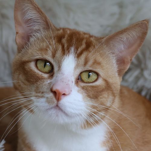 Pumpkin - Now available PET Quarters Glendale