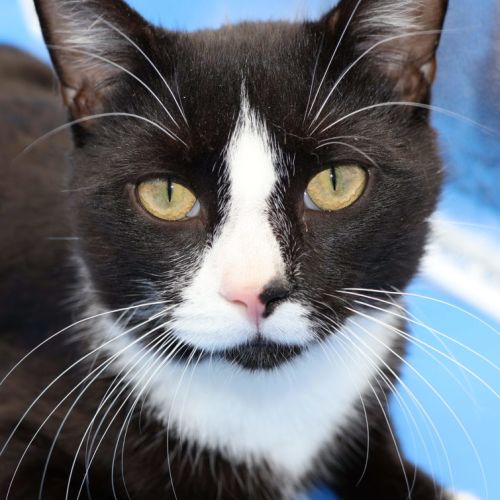 Captain - Available PET Quarters Broadmeadow