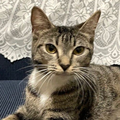 Harmony- now at PET Quarters Belmont