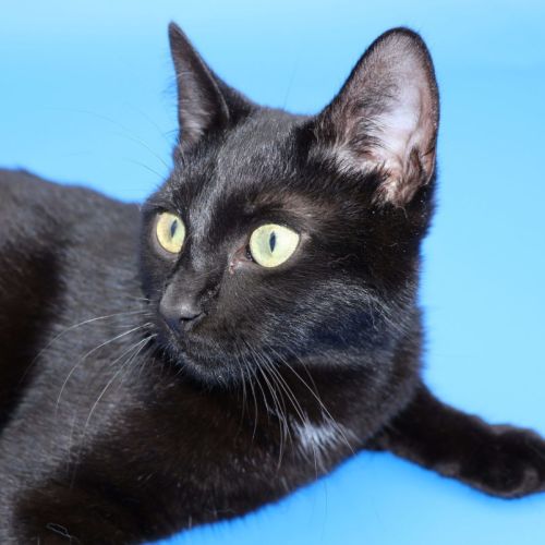 Ally - Available at PET Quarters Tuggerah