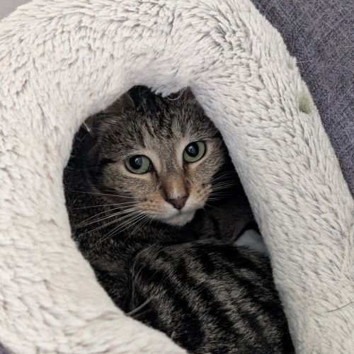 No photo for Cookie