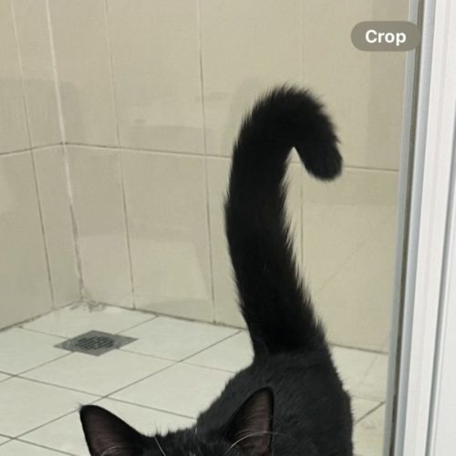 Johnny Utah - Available at PET Quarters Rutherford