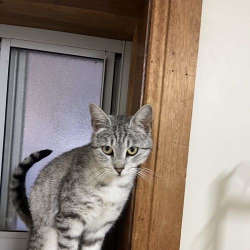 Nina - available PET Quarters Thornton 