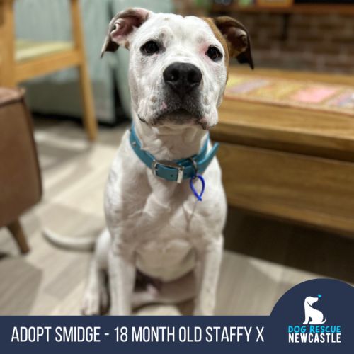 Smidge - 18 Month Old Staffy X