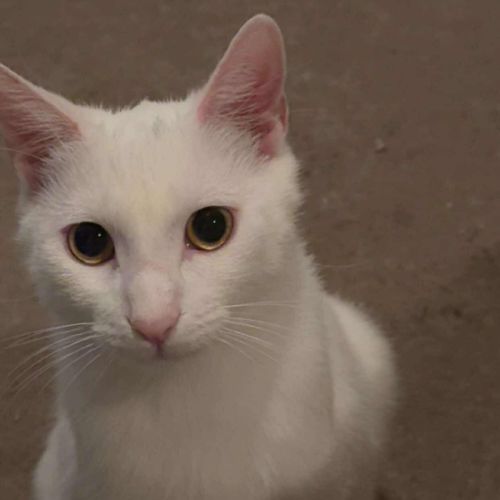 No photo for Mystery