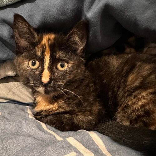 No photo for Suzie Pintada