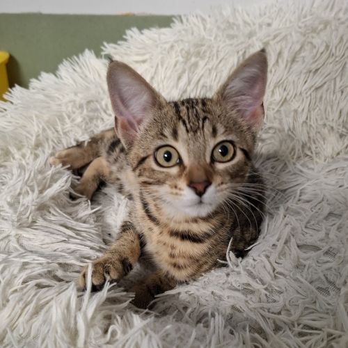 No photo for Kali