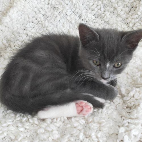 No photo for Mr. Cat