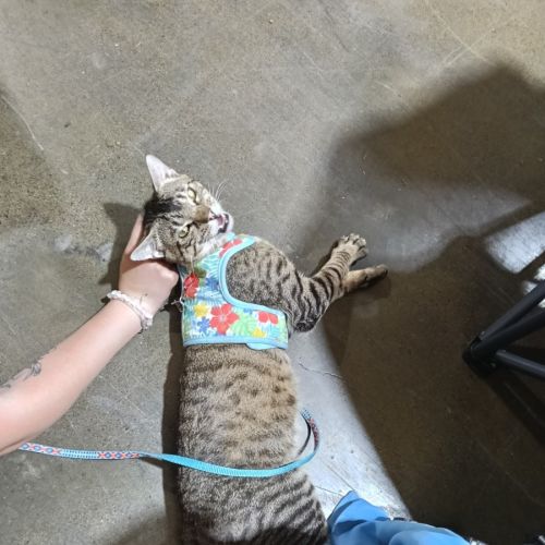 No photo for Frankie 💙