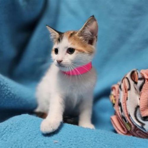 No photo for Peaches