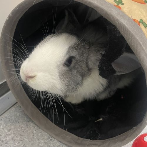 Trevor (bonded To Bella)