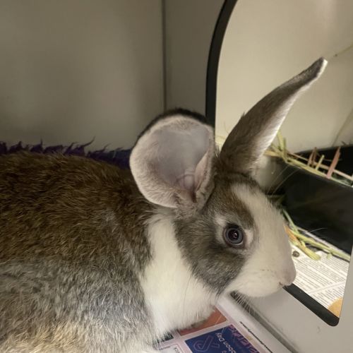 Bella (bonded To Trevor)