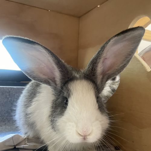 Lincoln (bonded To David 