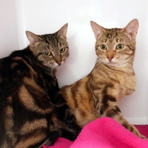 Camilla & Kate SUA014355 & SUA014353