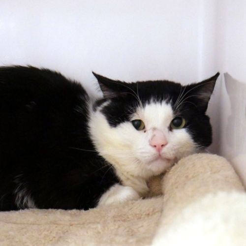 Tuxedo Sam STA014344