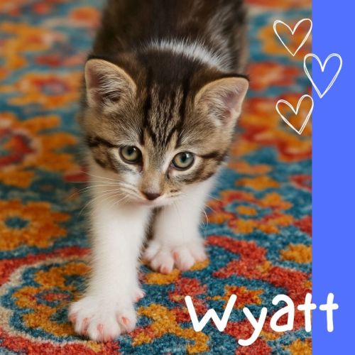 💕 Wyatt 💕