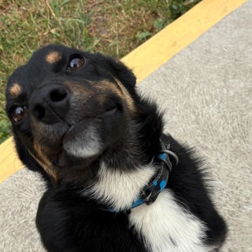 Goober