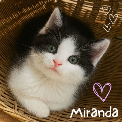  💗 Miranda 🐾