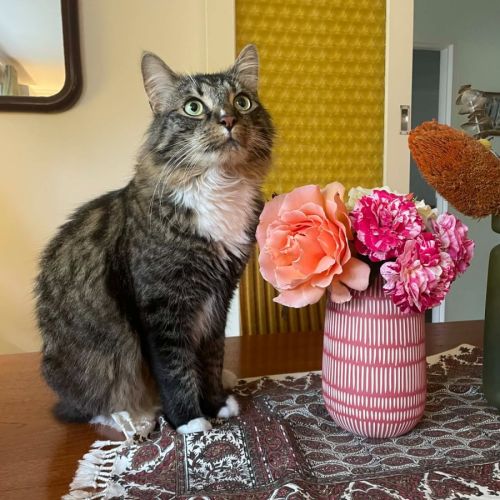 No photo for Freddy   In Foster Care In Healseville