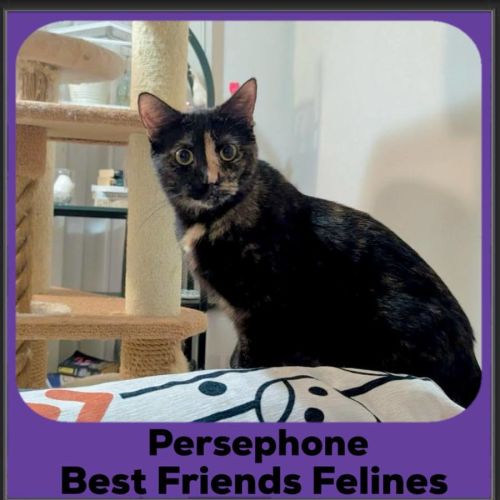 No photo for Persephone 