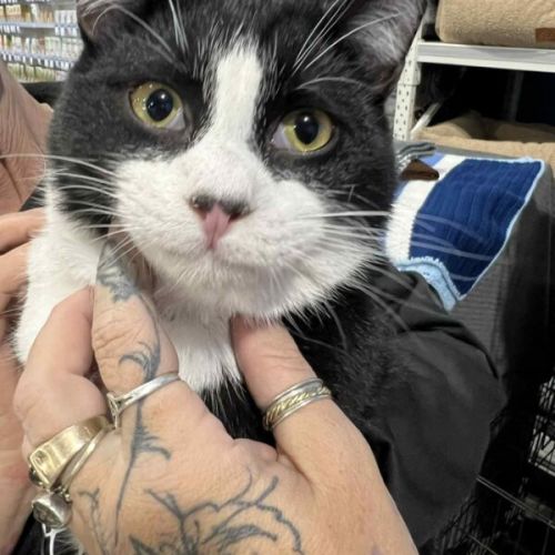 No photo for Sylvester