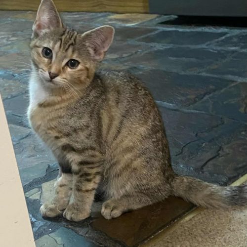 Penny * 9 Lives Project Rescue*