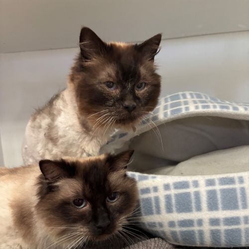 No photo for Fletcher & Jasper 