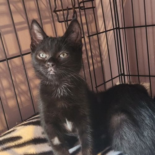 Lyra - In foster care in Templestowe