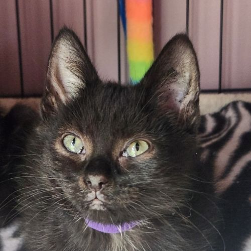 Violet - In foster care in Templestowe