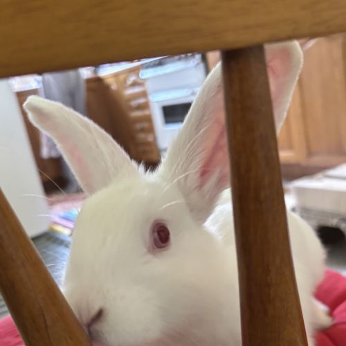 Rhubarb (bonded To Asparagus)