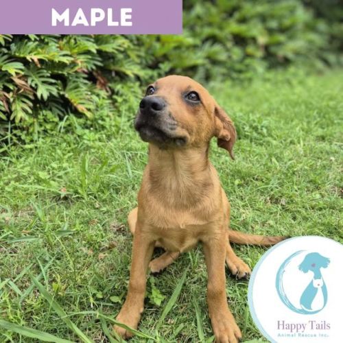 Maple