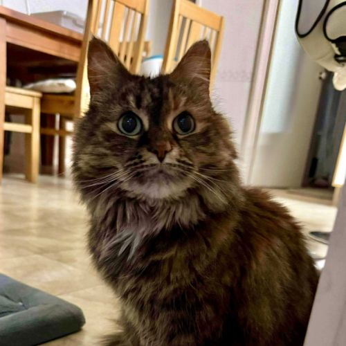 Smoochy - Assisted Rehome