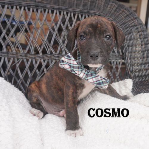Cosmo
