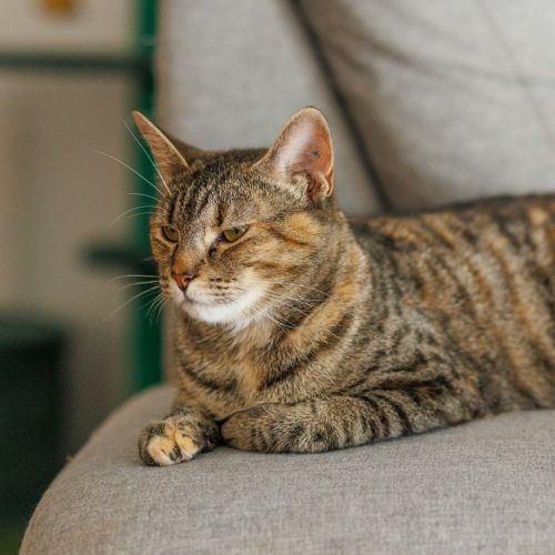 No photo for Constance