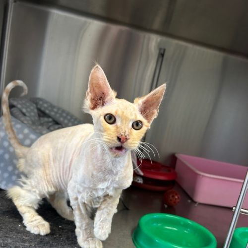 Professor Fuzzbottom