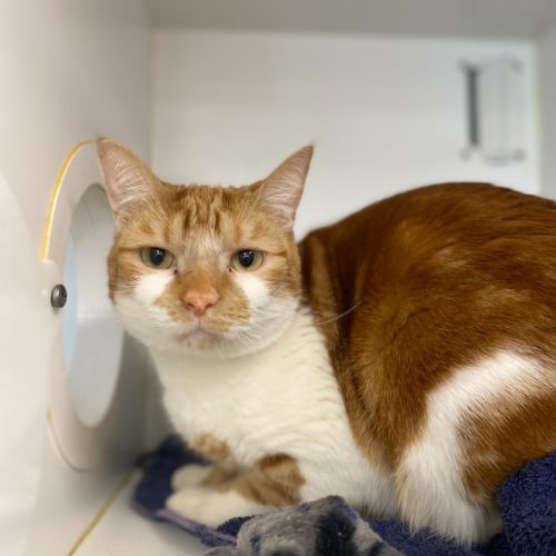 No photo for Dragoon