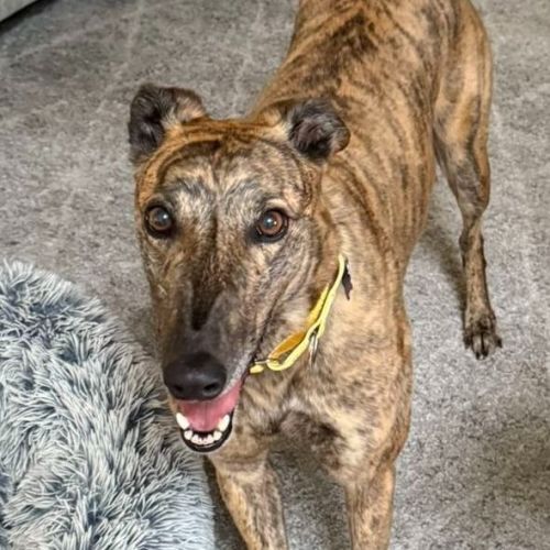 No photo for Zali The Greyhound