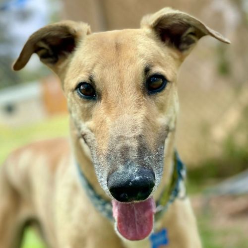 No photo for Bobby Lee The Greyhound