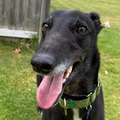 No photo for Pancho The Greyhound