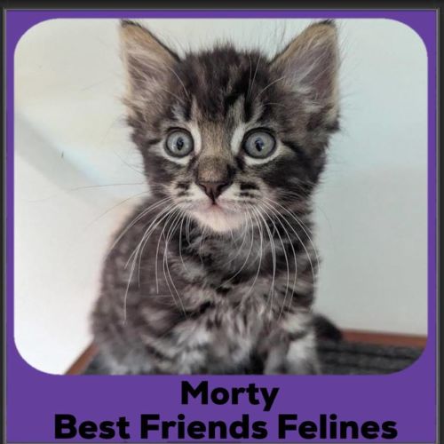 Morty 