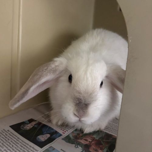 Queen Eliza-Bun- Meet me @ Petstock Double Bay! 