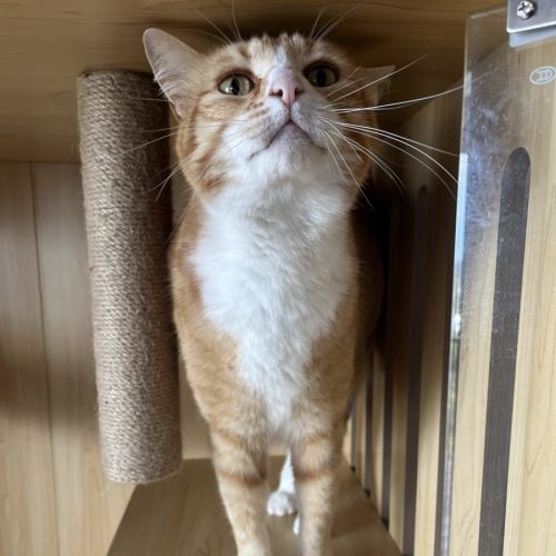 Tiger - Available PET Quarters Morisset